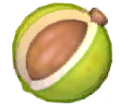 Candlenut.png