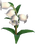 Bellbutton Flower - White.png