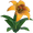 Dandelily Flower - Orange.png