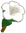 Hibiscus.png