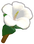 Hibiscus.png