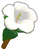 Hibiscus.png