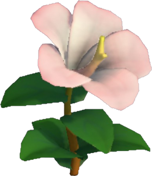 Hibiscus Flower - White and Warm Pink Ombre.png