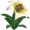 Dandelily Flower - Yellow and White Ombre.png