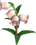 Bellbutton Flower - White and Warm Pink Ombre.png