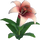 Dandelily Flower - Red and White Ombre.png