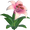 Dandelily Flower - Hot Pink and White Ombre.png